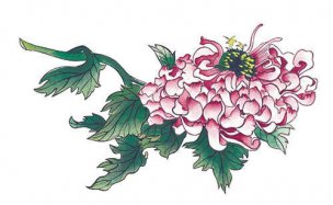 近现代 佚名 花卉图册J173-69-国画百花争艳152[花鸟