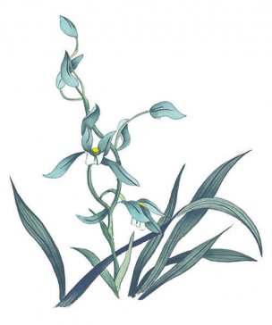 近现代 佚名 花卉图册J173-69-国画百花争艳163[花鸟