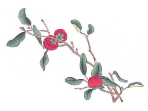 近现代 佚名 花卉图册J173-69-国画百花争艳161[花鸟