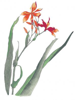 近现代 佚名 花卉图册J173-69-国画百花争艳160[花鸟