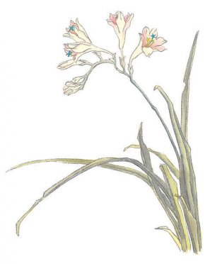 近现代 佚名 花卉图册J173-69-国画百花争艳157[花鸟