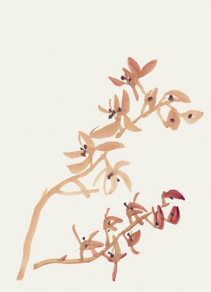 近现代 佚名 花卉图册J173-69-国画百花争艳106[花鸟