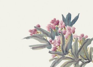 近现代 佚名 花卉图册J173-69-国画百花争艳114[花鸟