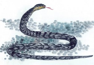 近现代 佚名 生肖动物集J173-77-国画生肖动物33[走
