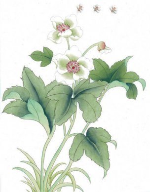 近现代 佚名 花鸟图册huaniaohua3_283[花鸟]