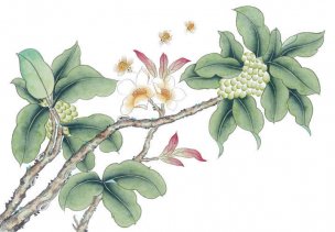 近现代 佚名 花鸟图册huaniaohua3_253[花鸟]