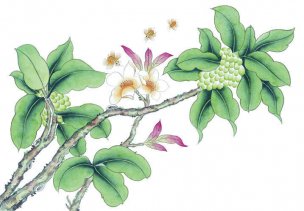 近现代 佚名 花鸟图册huaniaohua3_010[花鸟]