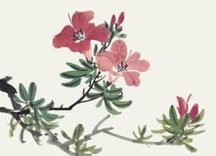 近现代 佚名 花卉图册J173-69-国画百花争艳95[花鸟