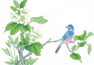 近现代 佚名 花鸟图册huaniaohua3_038[花鸟]
