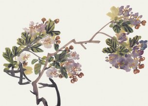 近现代 佚名 花卉图册J173-69-国画百花争艳93[花鸟