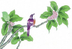 近现代 佚名 花鸟图册huaniaohua3_037[花鸟]