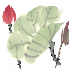 近现代 佚名 花卉图册J173-69-国画百花争艳501[花鸟