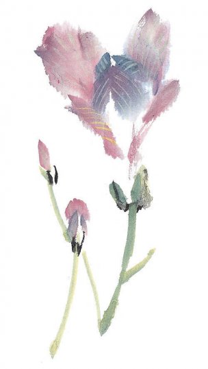 近现代 佚名 花卉图册J173-69-国画百花争艳481[花鸟
