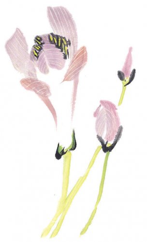 近现代 佚名 花卉图册J173-69-国画百花争艳460[花鸟