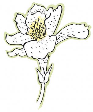 近现代 佚名 花卉图册J173-69-国画百花争艳451[花鸟