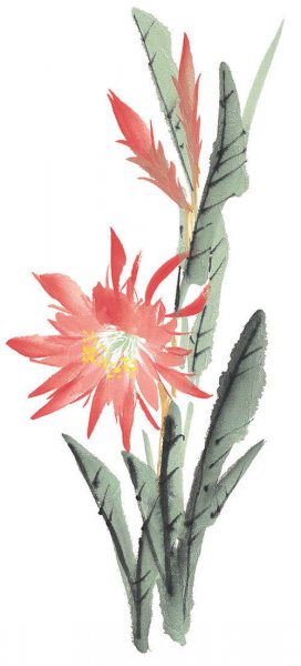 近现代 佚名 花卉图册J173-69-国画百花争艳425[花鸟