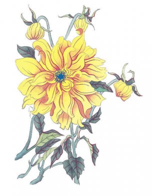 近现代 佚名 花卉图册J173-69-国画百花争艳374[花鸟