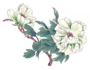 近现代 佚名 花卉图册J173-69-国画百花争艳369[花鸟