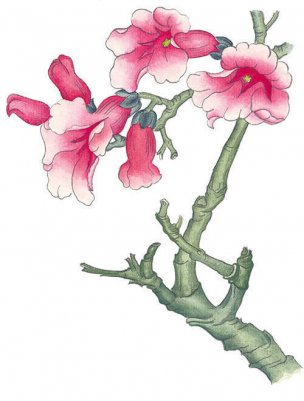 近现代 佚名 花卉图册J173-69-国画百花争艳360[花鸟