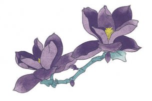 近现代 佚名 花卉图册J173-69-国画百花争艳383[花鸟