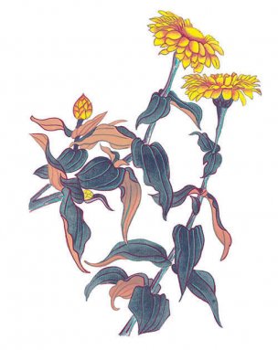 近现代 佚名 花卉图册J173-69-国画百花争艳364[花鸟