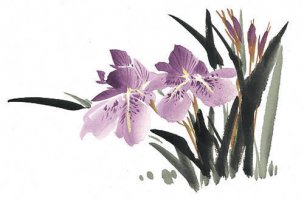 近现代 佚名 花卉图册J173-69-国画百花争艳431[花鸟