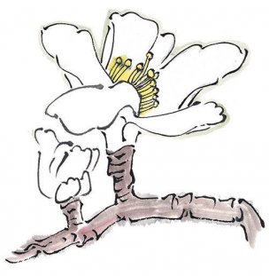 近现代 佚名 花卉图册J173-69-国画百花争艳392[花鸟
