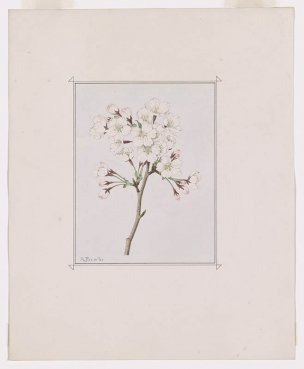美国美术 佚名 花卉-SK (8)[花卉]
