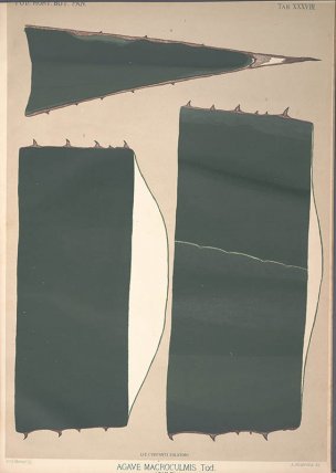 美国美术 佚名 果实-C011 (482)[果实]