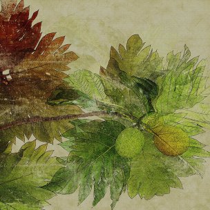 美国美术 佚名 HI[植物]
