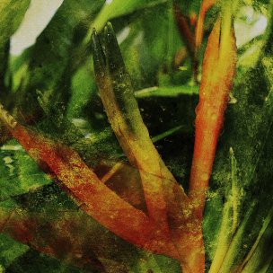 美国美术 佚名 HP[植物]