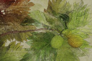 美国美术 佚名 GY[植物]