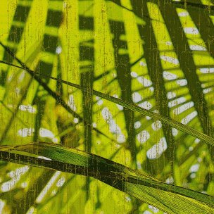 美国美术 佚名 HH[植物]