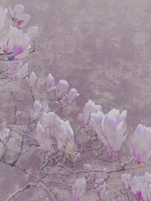 美国美术 佚名 HD[花卉]