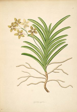 美国美术 佚名 B1000 (933)[绿色]