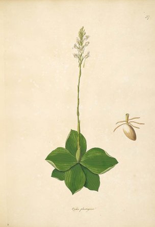 美国美术 佚名 B1000 (928)[绿色]