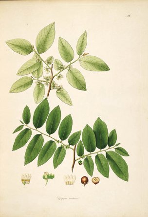 美国美术 佚名 B1000 (939)[绿色]