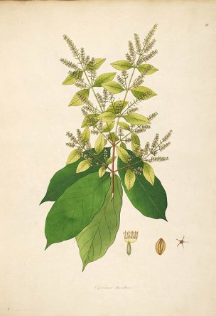 美国美术 佚名 B1000 (871)[绿色]
