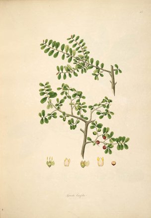 美国美术 佚名 B1000 (936)[绿色]
