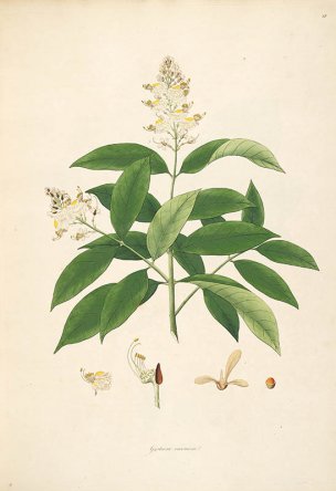 美国美术 佚名 B1000 (909)[绿色]