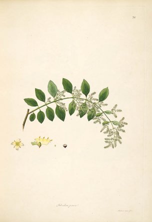 美国美术 佚名 B1000 (917)[绿色]
