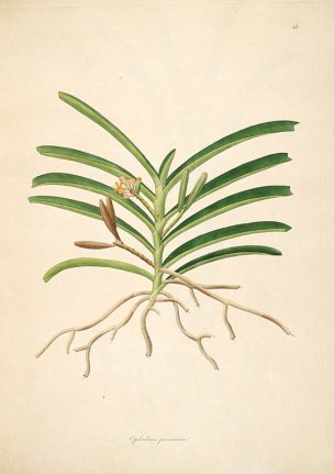 美国美术 佚名 B1000 (934)[绿色]