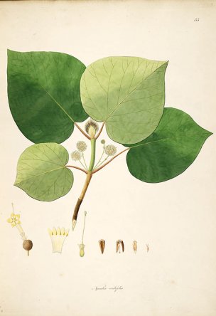 美国美术 佚名 B1000 (944)[绿色]
