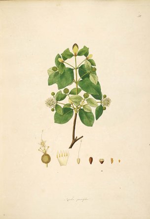 美国美术 佚名 B1000 (943)[绿色]
