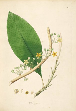 美国美术 佚名 B1000 (911)[绿色]
