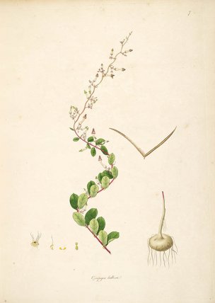 美国美术 佚名 B1000 (898)[绿色]