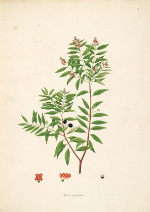 美国美术 佚名 B1000 (894)[绿色]