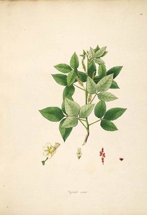 美国美术 佚名 B1000 (873)[绿色]