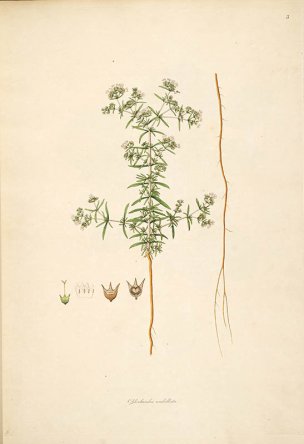 美国美术 佚名 B1000 (893)[绿色]