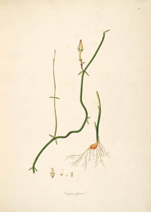 美国美术 佚名 B1000 (901)[绿色]
